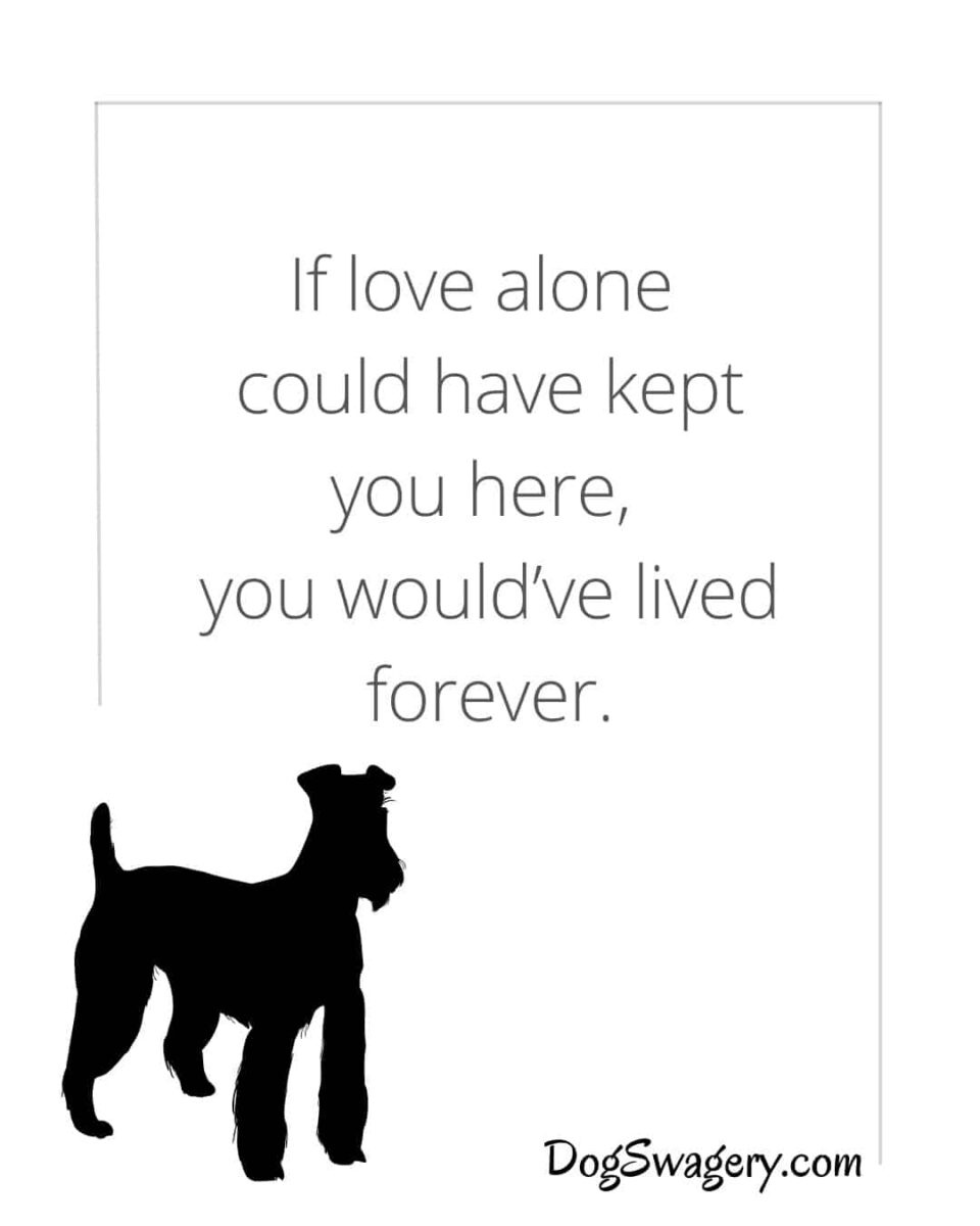 Dog Quotes about Loss: If love alone could have kept you here, you would’ve lived forever.