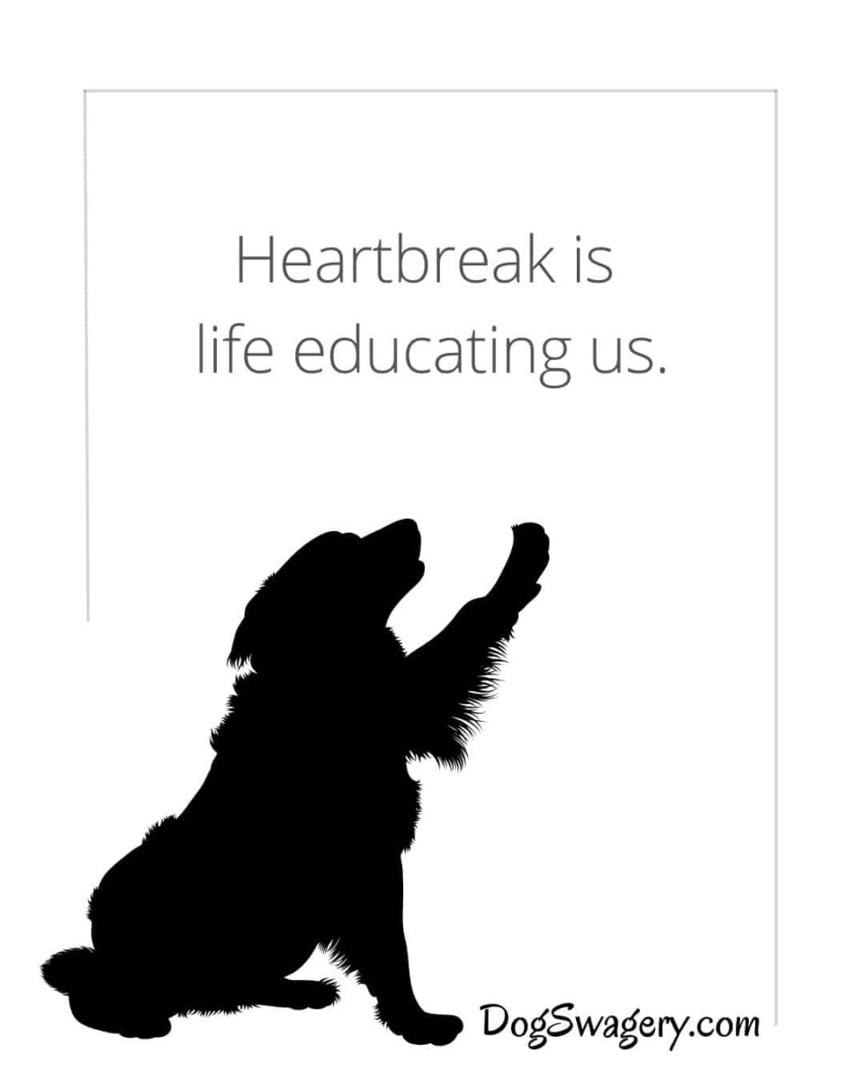 Dog Quotes about Loss: Heartbreak is life educating us.