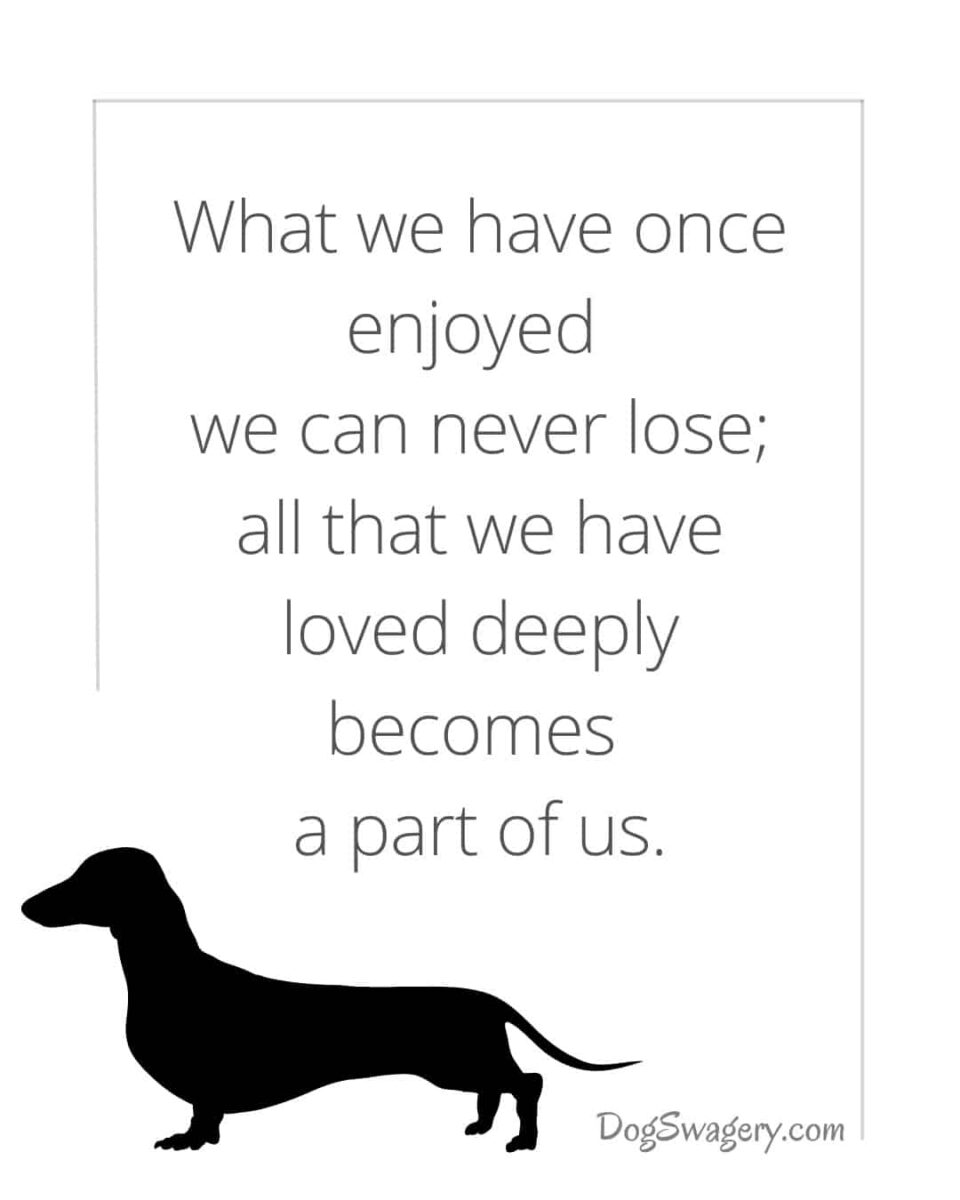 Dog Quotes about Loss: What we have once enjoyed we can never lose; all that we have loved deeply, becomes a part of us.