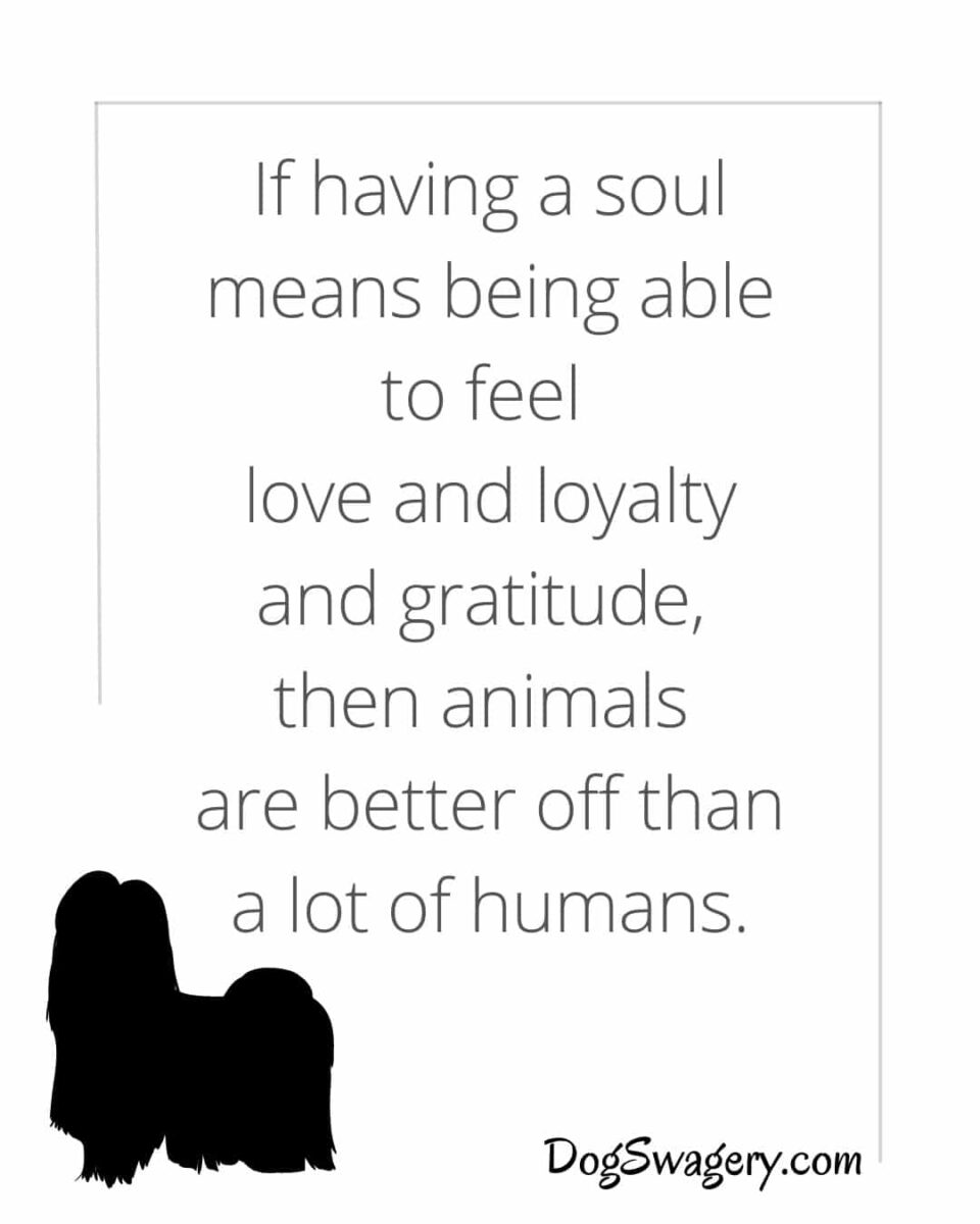 Dog Quotes about Loss: If having a soul means being able to feel love and loyalty and gratitude, then animals are better off than a lot of humans.