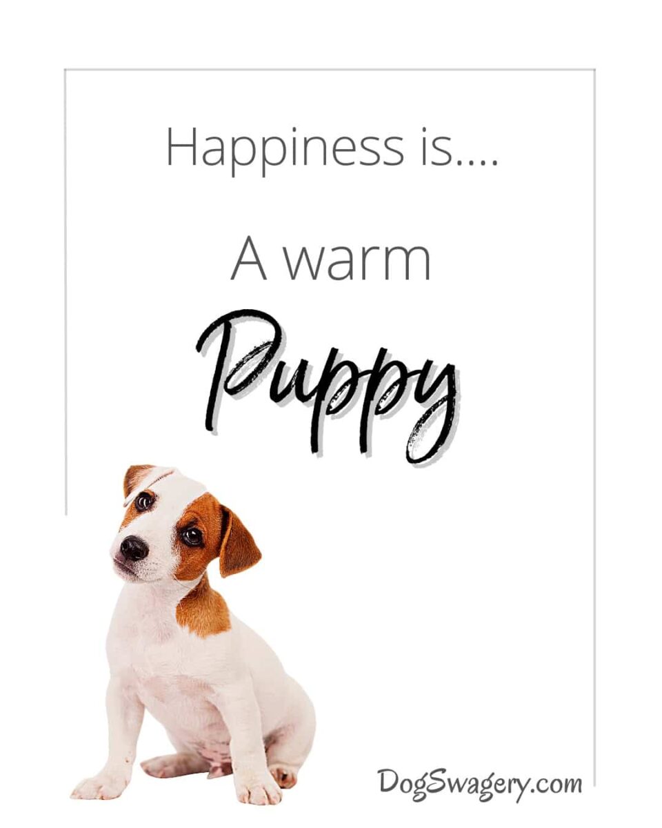 Dog Quotes about Puppies: Happiness is a warm puppy.