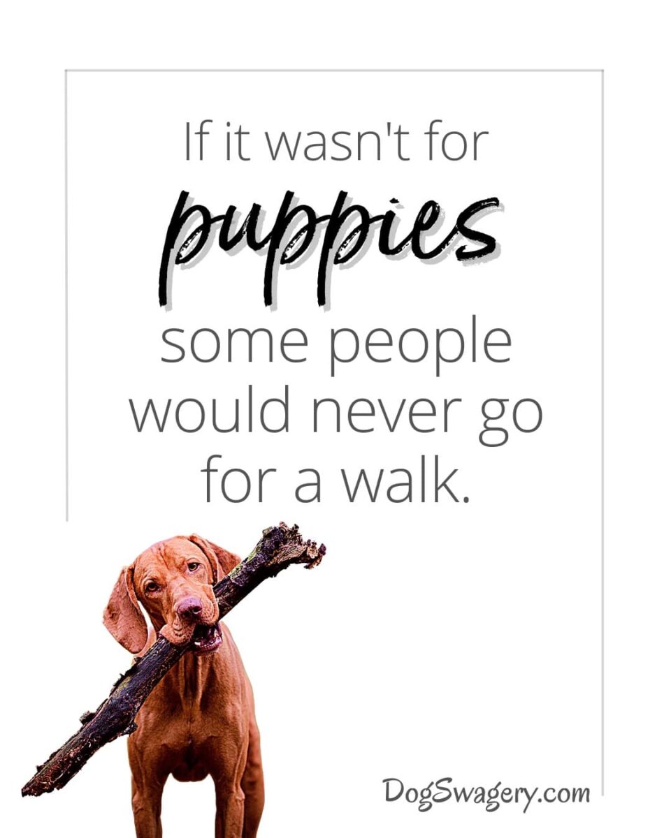 Dog Quotes about Puppies: If it wasn’t for puppies, some people would never go for a walk.