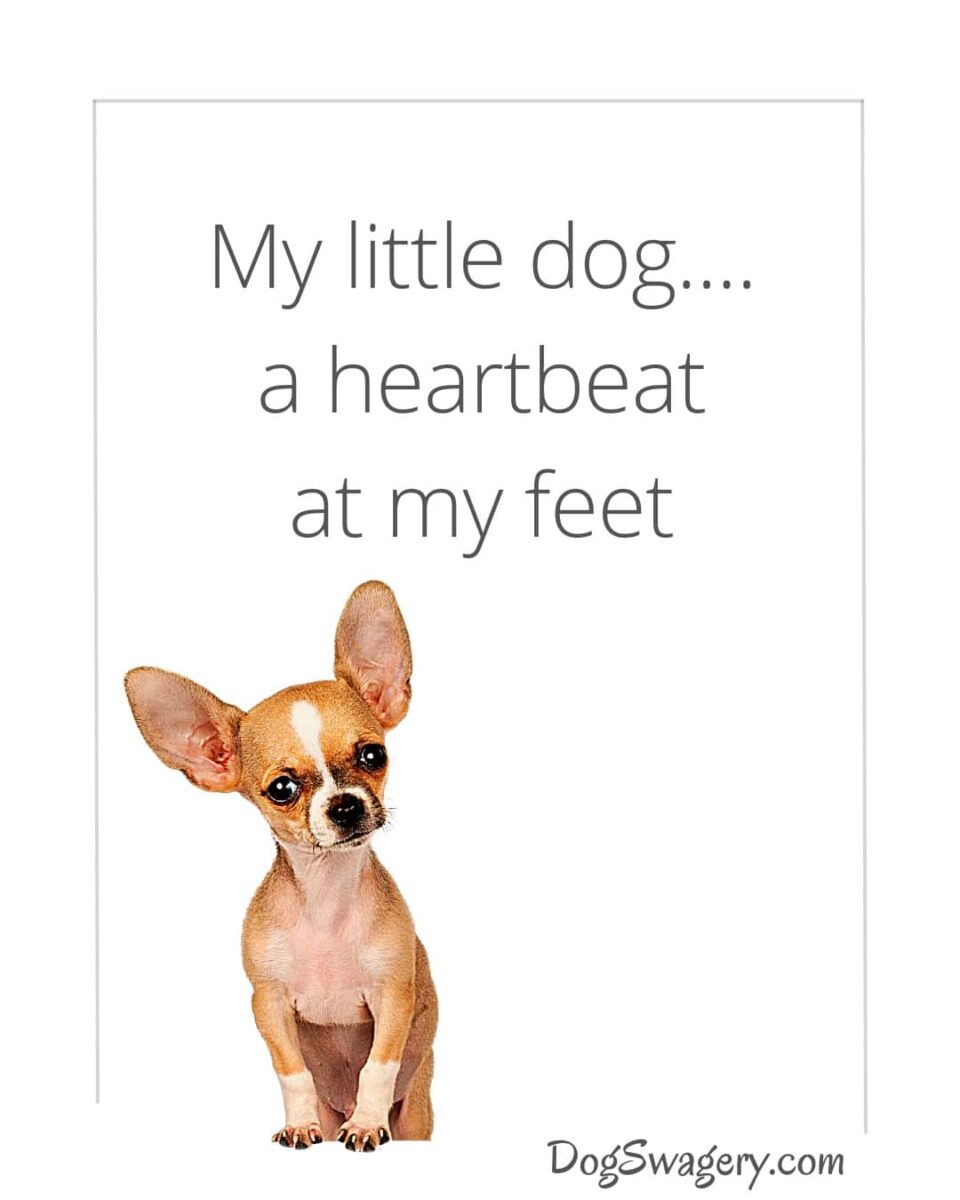 Dog Quotes about Puppies: My little dog—a heartbeat at my feet.