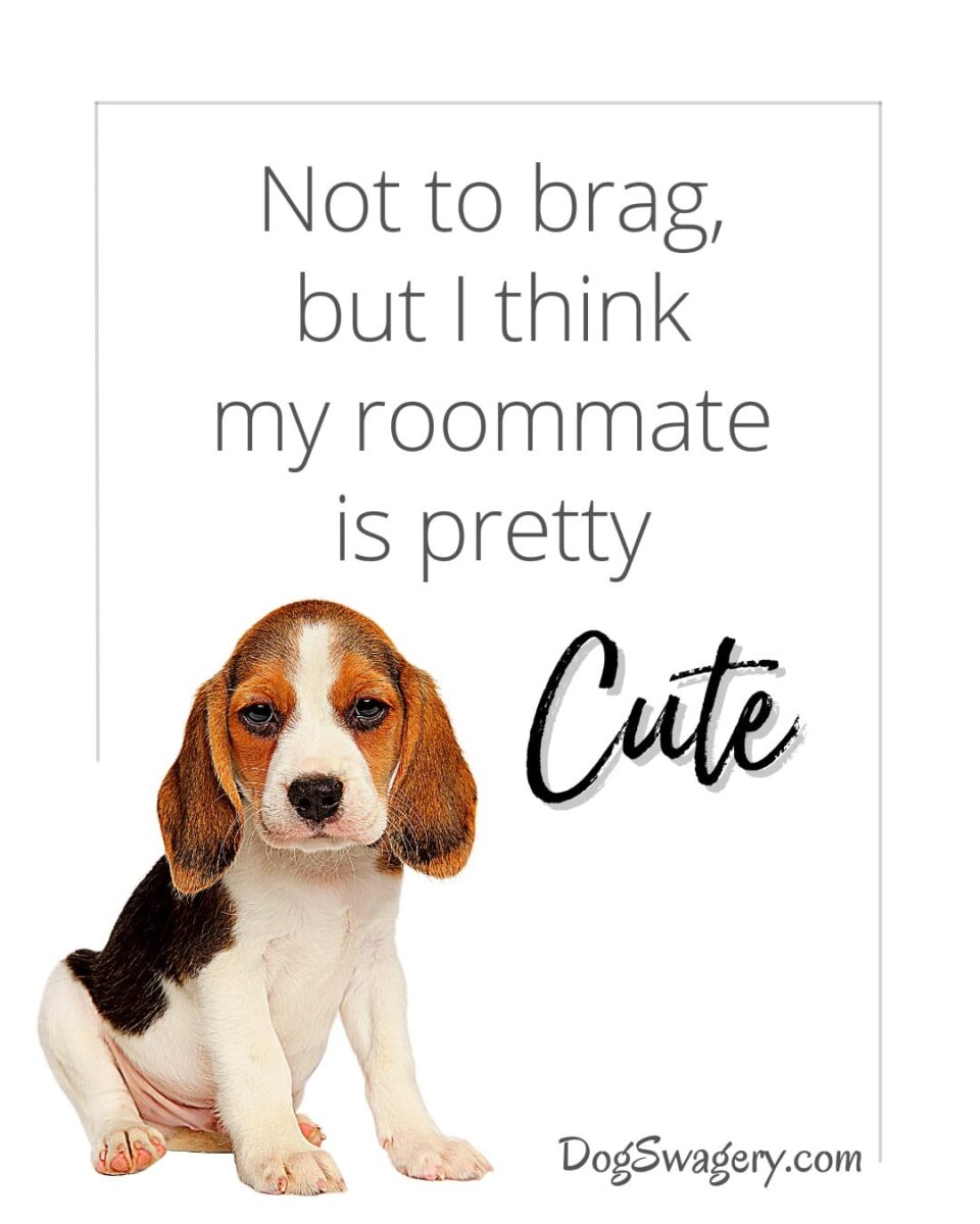 Dog Quotes about Puppies: Not to brag, but I think my new roommate is really cute.