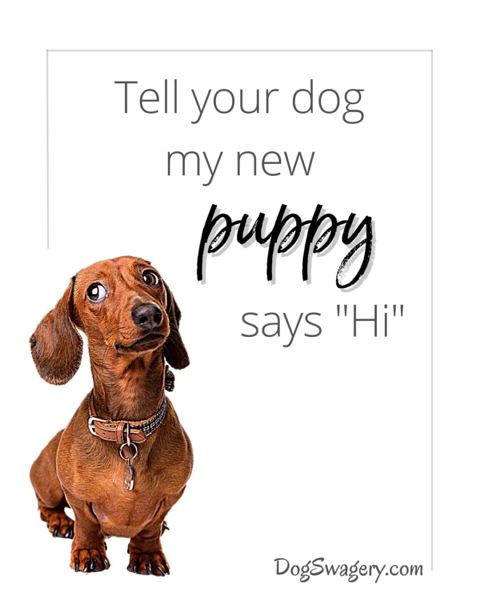 Dog Quotes about Puppies: Tell your dog my new puppy says hi.