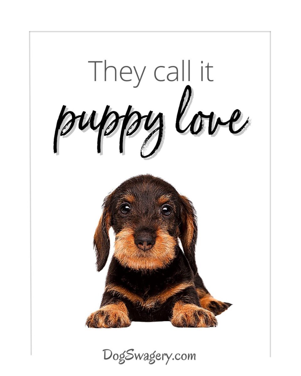 Dog Quotes about Puppies: They call it puppy love.