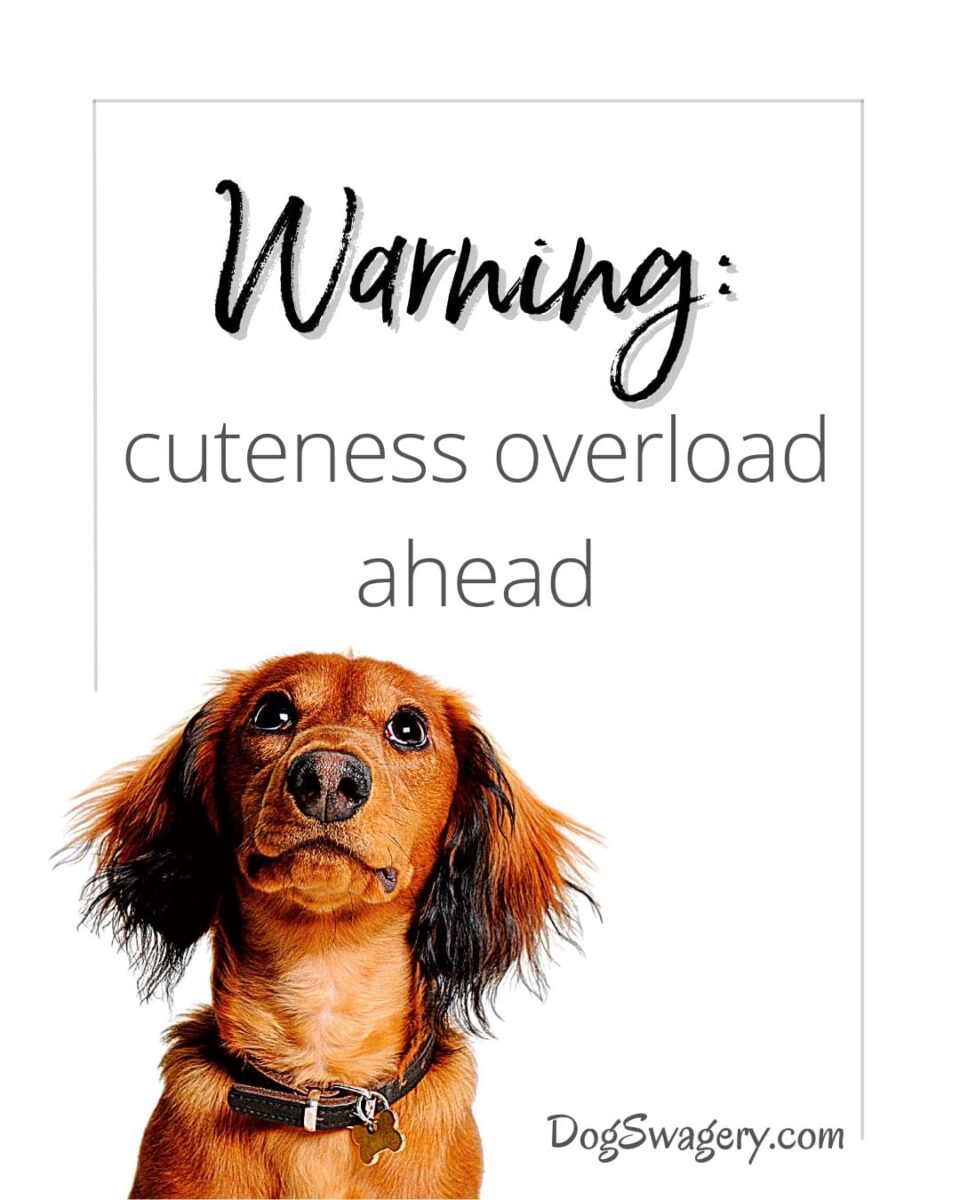 Dog Quotes about Puppies: They call it puppy love.