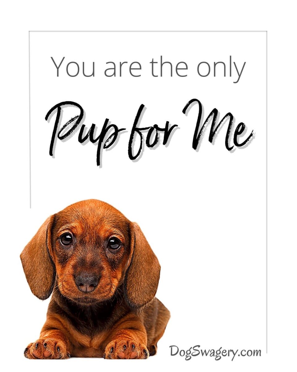 Dog Quotes about Puppies: You are the only pup for me.