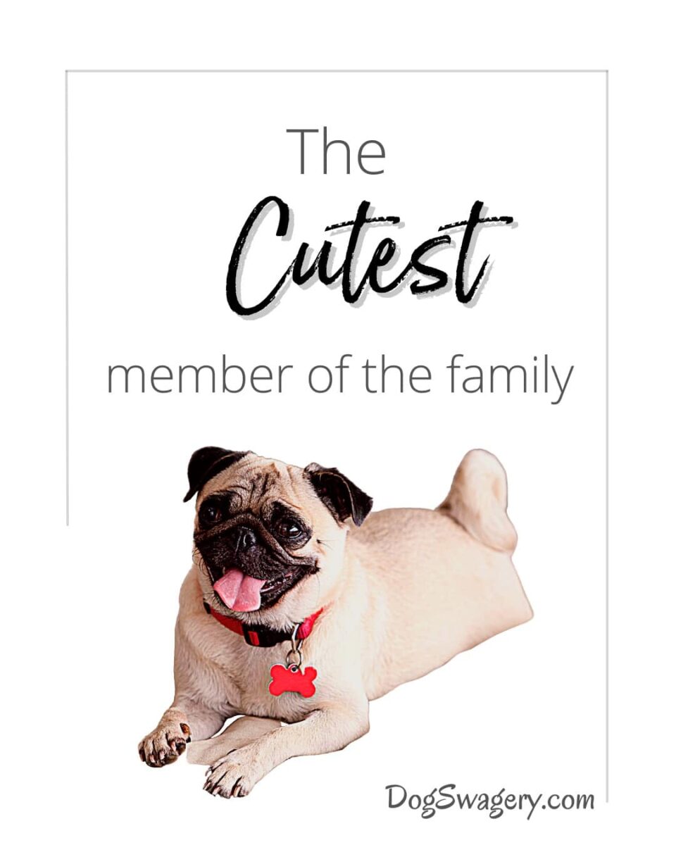 Dog Quotes about Puppies: The cutest member of the family.