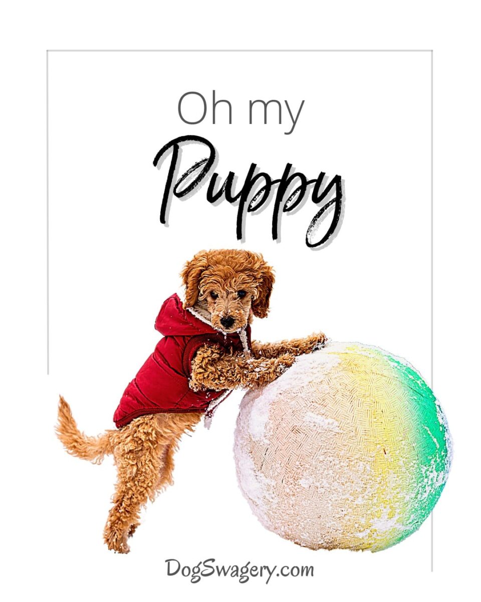 Dog Quotes about Puppies: Oh my, puppy.
