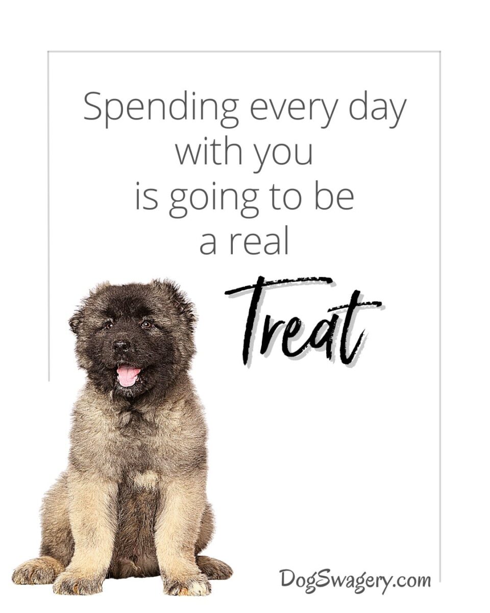 Dog Quotes about Puppies: Spending every day with you is going to be a real treat.