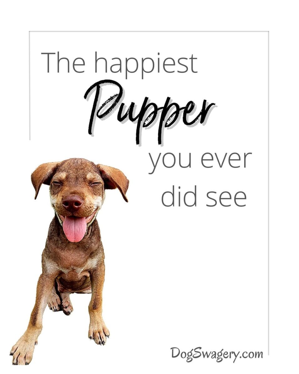 Dog Quotes about Puppies: The happiest pupper you ever did see.