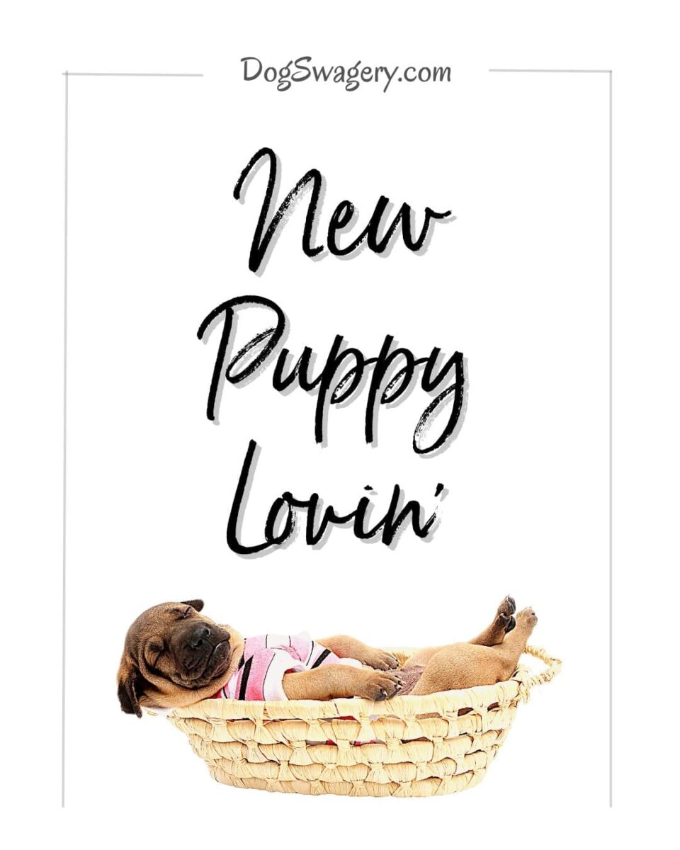 Dog Quotes about Puppies: New puppy lovin'.