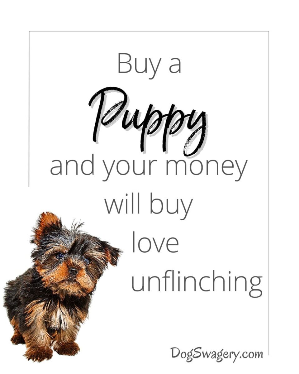 Dog Quotes about Puppies: Buy a puppy and your money will buy love unflinching.