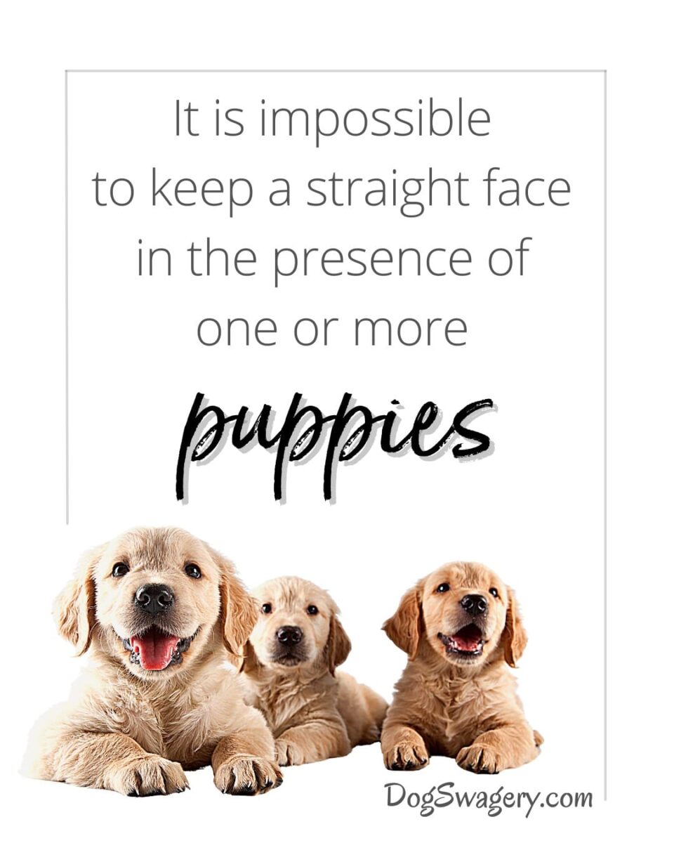 Dog Quotes about Puppies: It is impossible to keep a straight face in the presence of one or more puppies.
