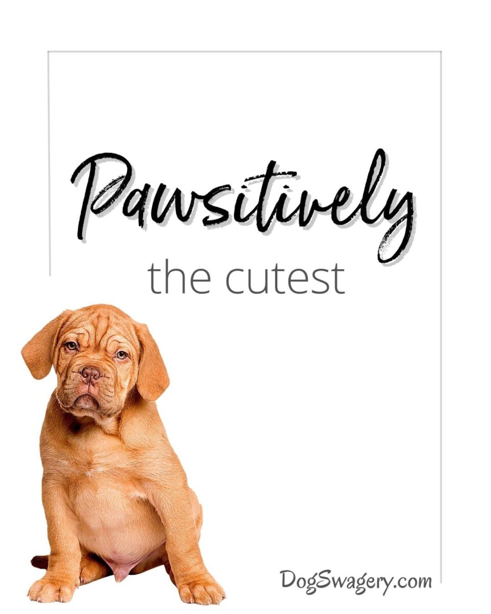 Dog Quotes about Puppies: Pawsitively the cutest.
