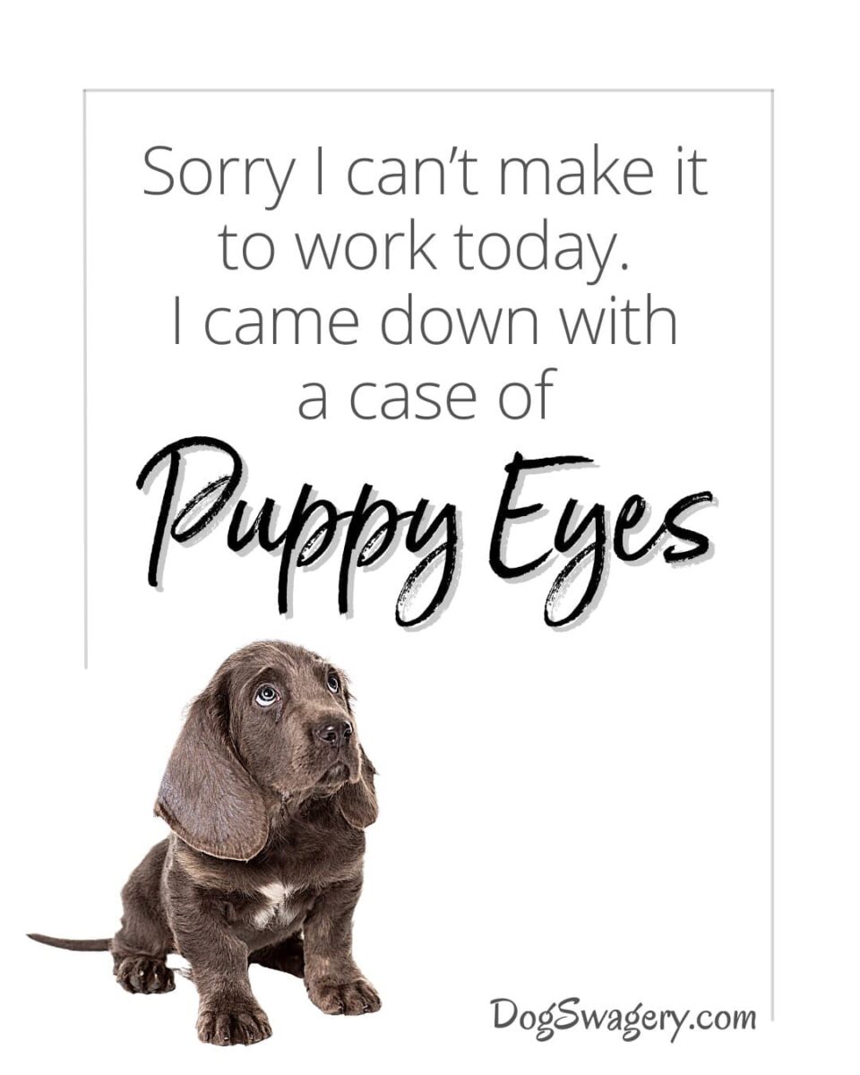 Dog Quotes about Puppies: Sorry I can’t make it to work today. I came down with a case of “puppy eyes”