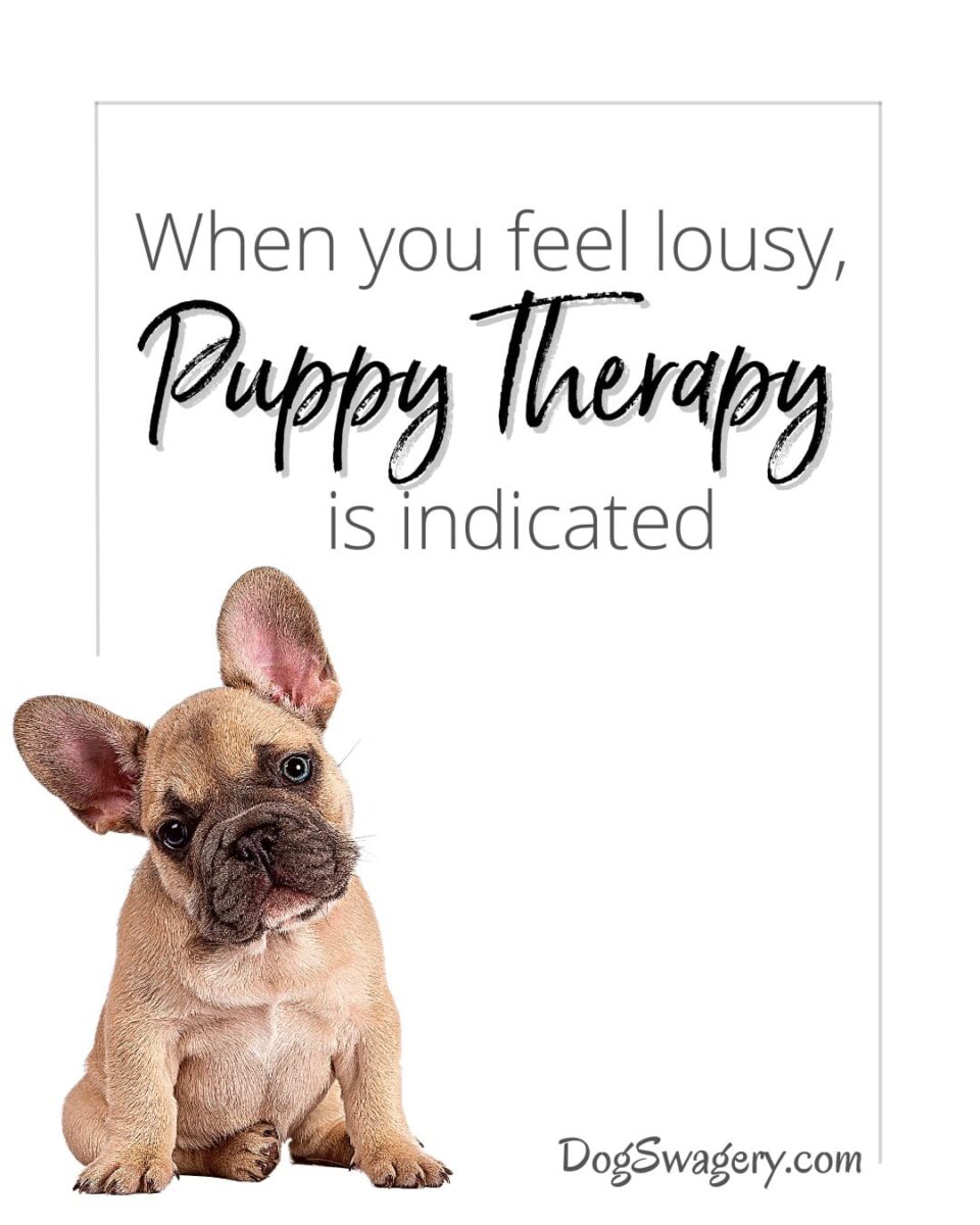 Dog Quotes about Puppies: When you feel lousy, puppy therapy is indicated.