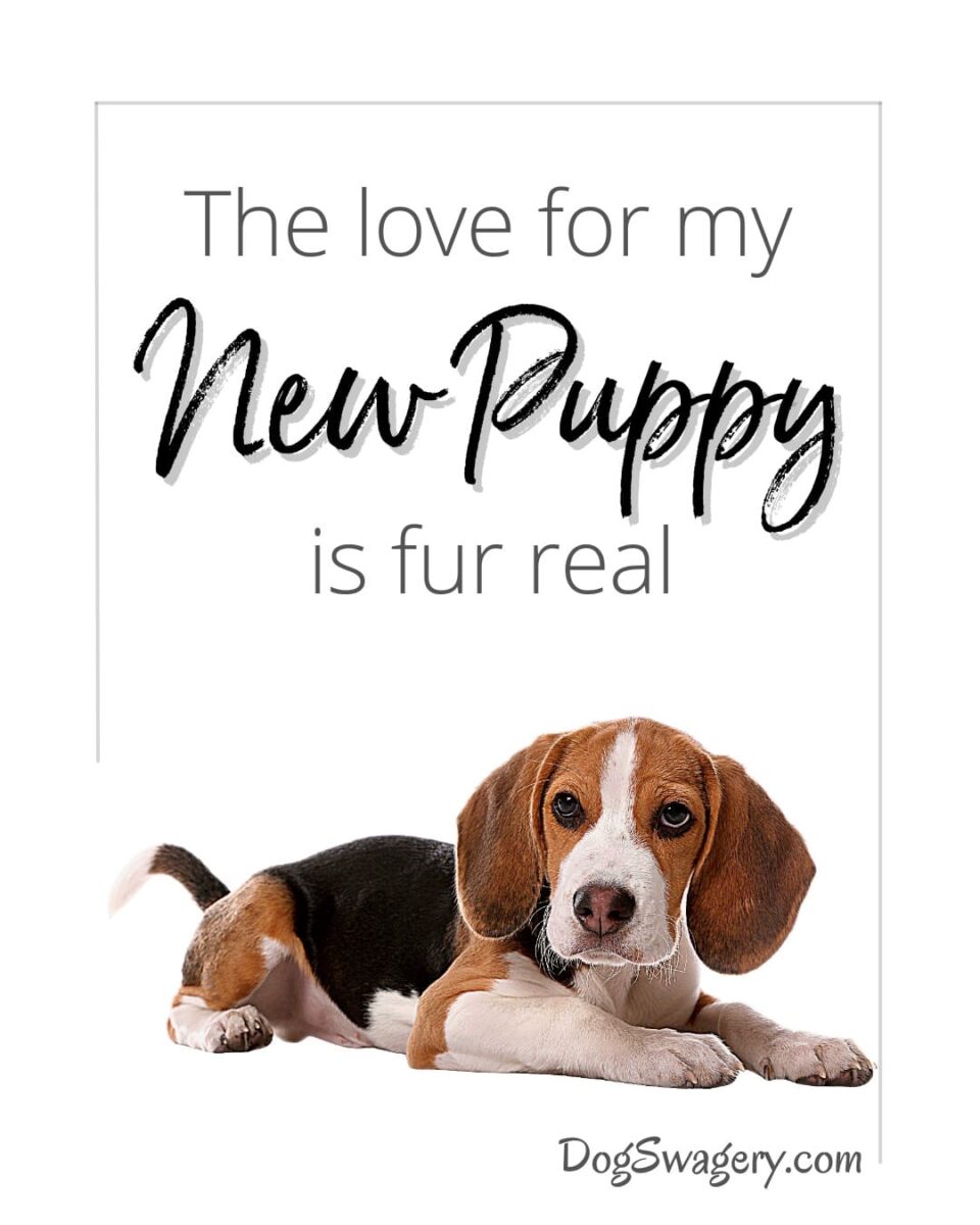 Dog Quotes about Puppies: The love for my new puppy is fur real.