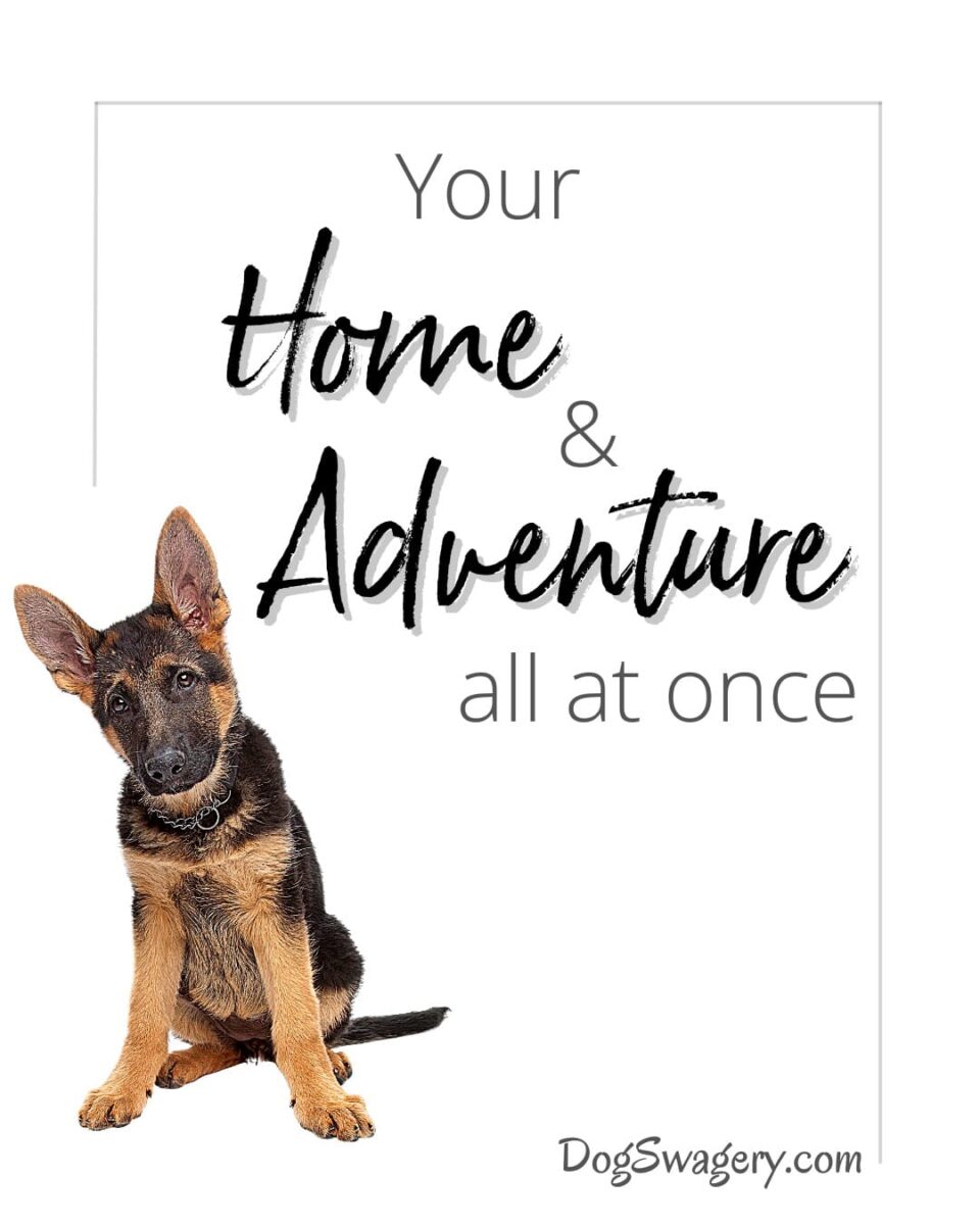 Dog Quotes about Puppies: Your home and adventure all at once.