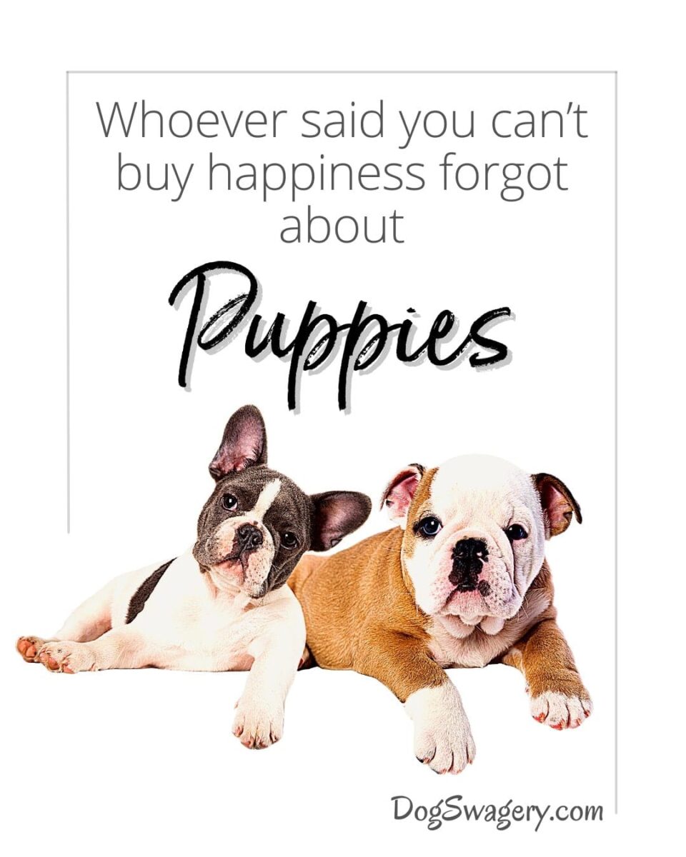 Dog Quotes about Puppies: Whoever said you can’t buy happiness forgot about puppies.