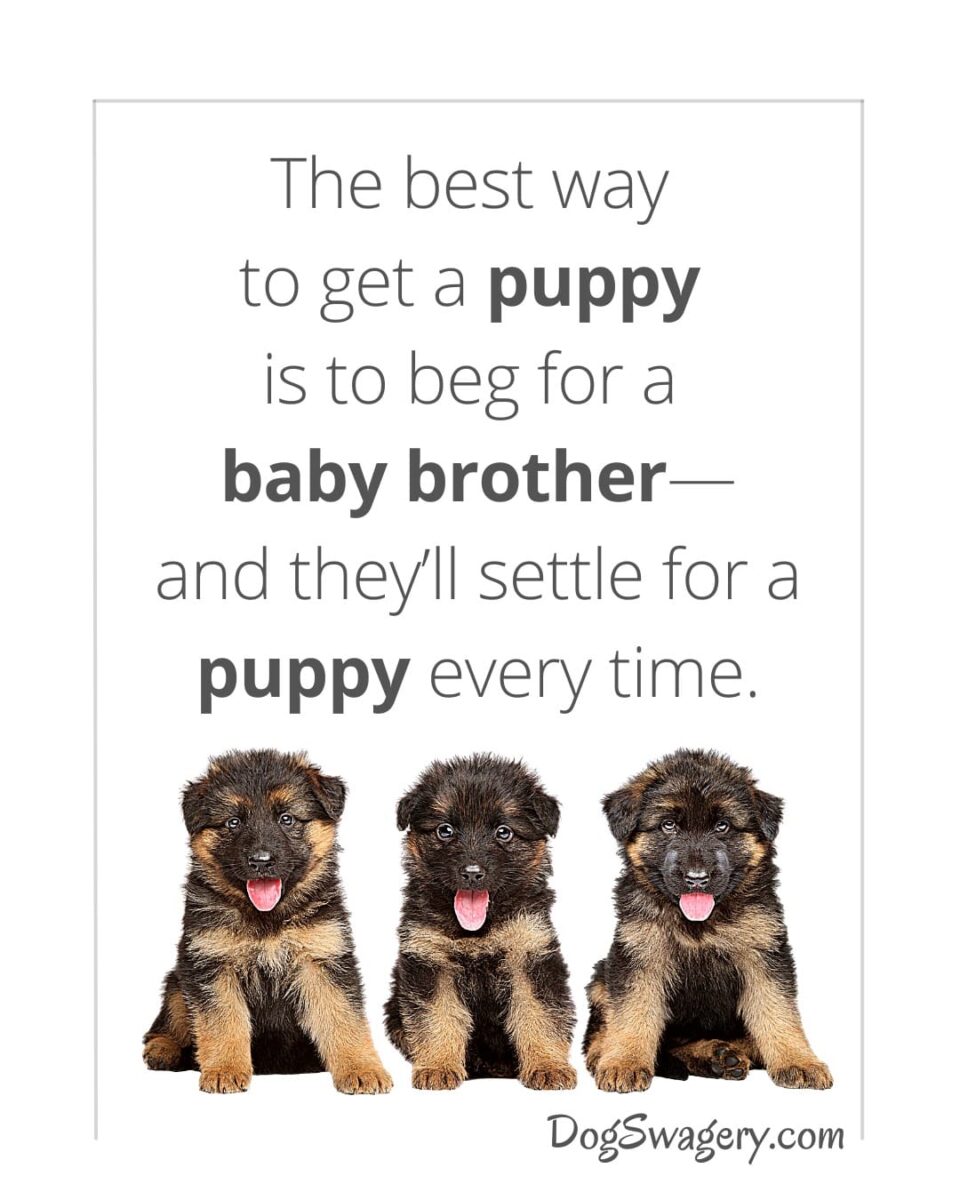 Dog Quotes about Puppies: The best way to get a puppy is to beg for a baby brother—and they’ll settle for a puppy every time.