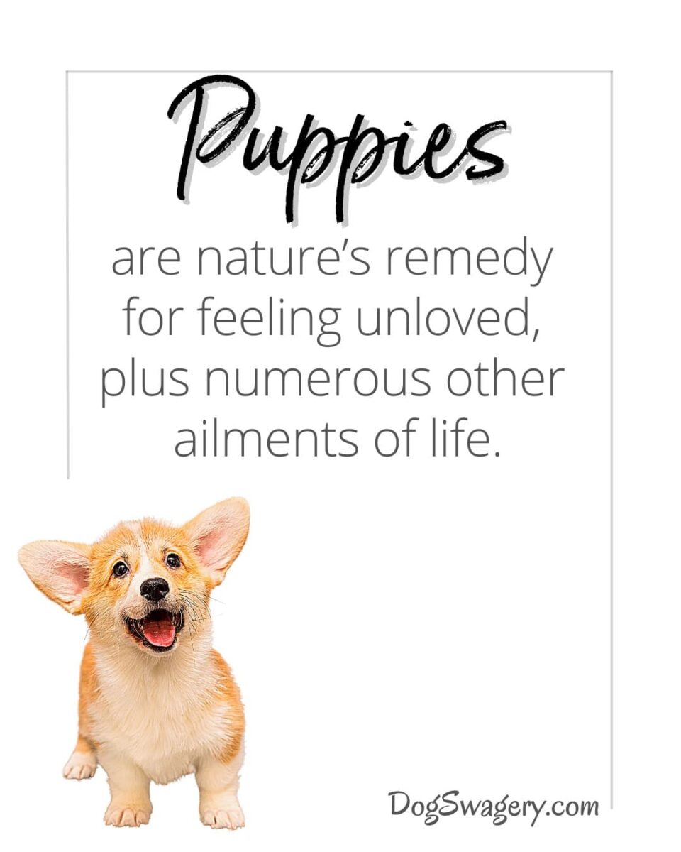 Dog Quotes about Puppies: Puppies are nature’s remedy for feeling unloved, plus numerous other ailments of life.