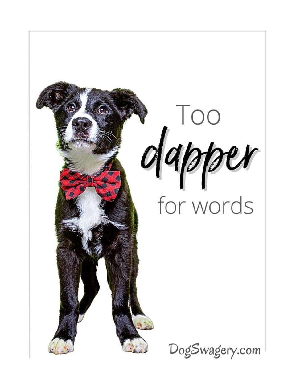 Dog Quotes about Puppies: Too dapper for words.