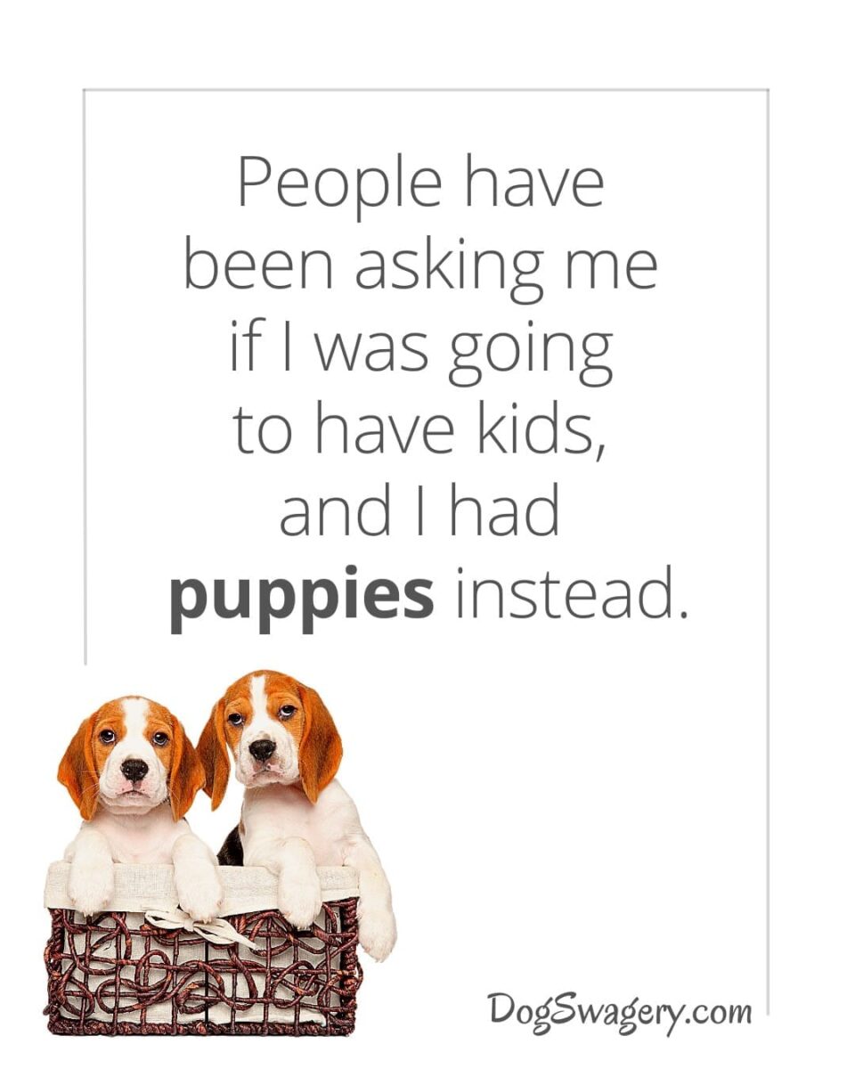Dog Quotes about Puppies: People have been asking me if I was going to have kids, and I had puppies instead.