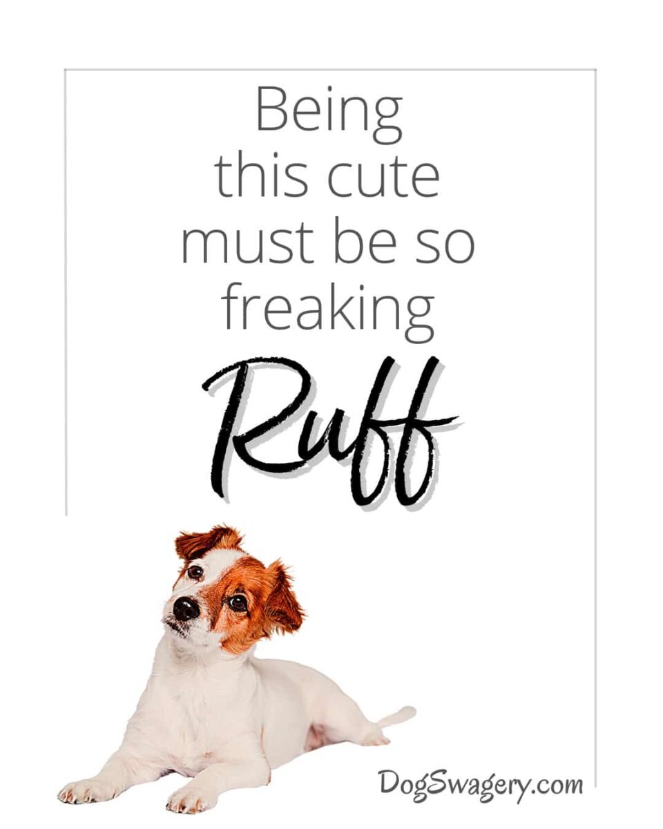 Dog Quotes about Puppies: Being this cute must be so freaking ruff.