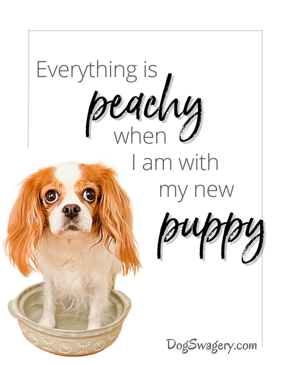 Dog Quotes about Puppies: Everything is peachy when I'm with my new puppy.