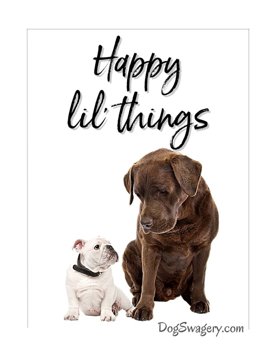 Dog Quotes about Puppies: Happy lil' things.