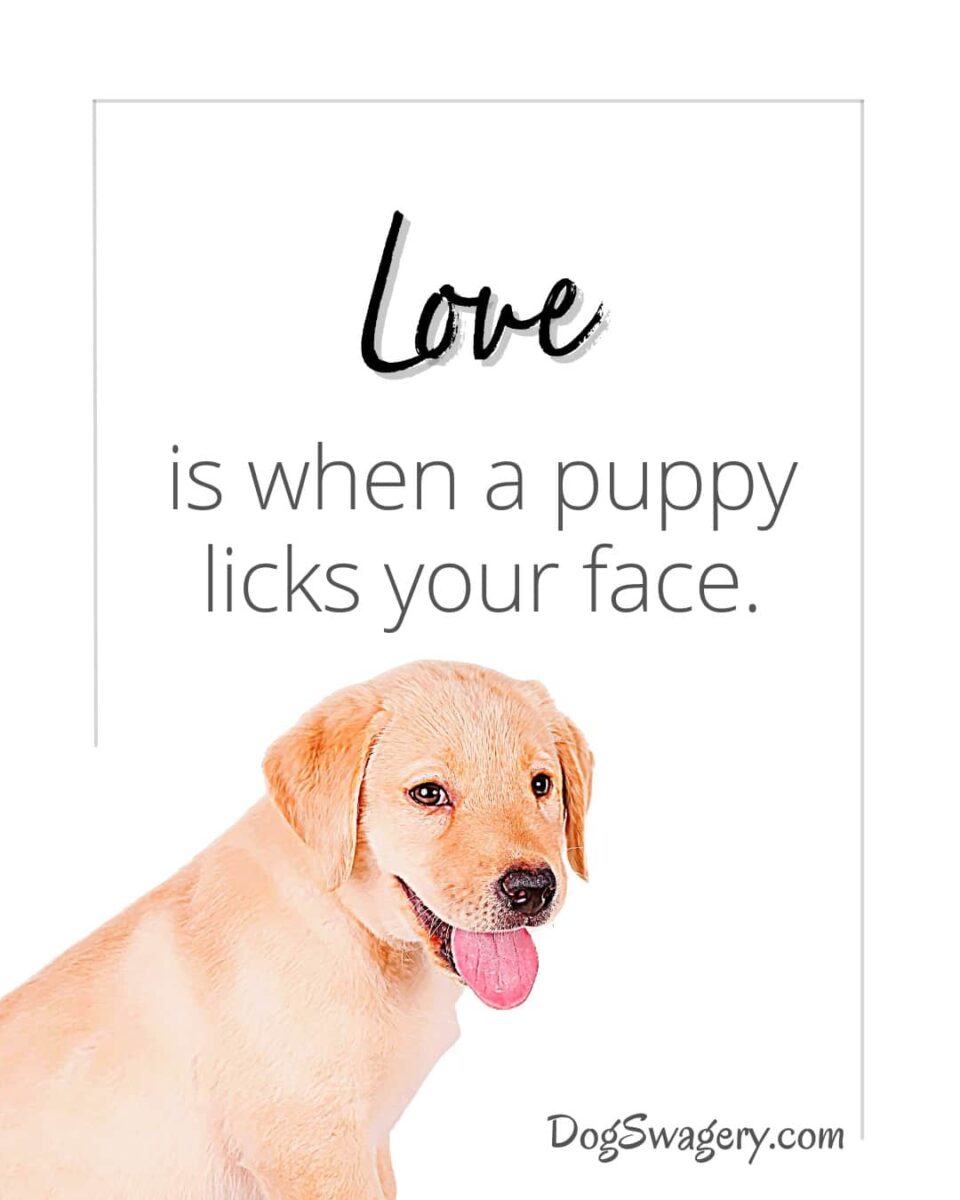 Dog Quotes about Puppies: Love is when a puppy licks your face.