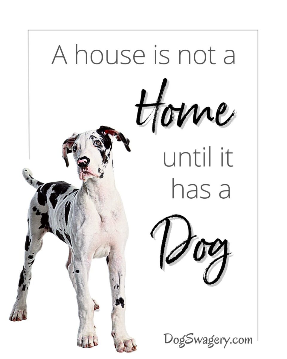 Dog Quotes about Puppies: A house is not a home until it has a dog.