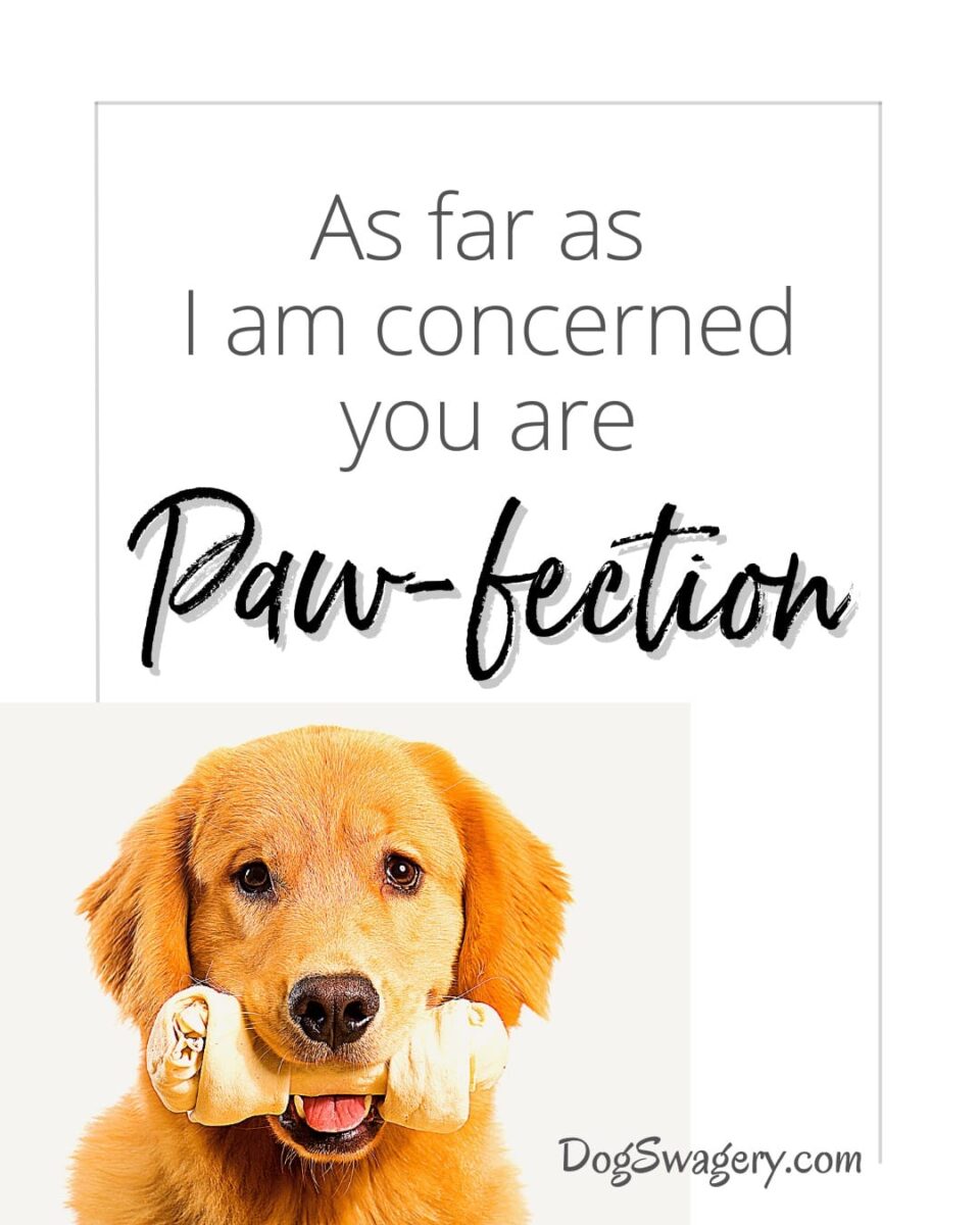 Dog Quotes about Puppies: As far as I'm concerned, you are paw-fection.