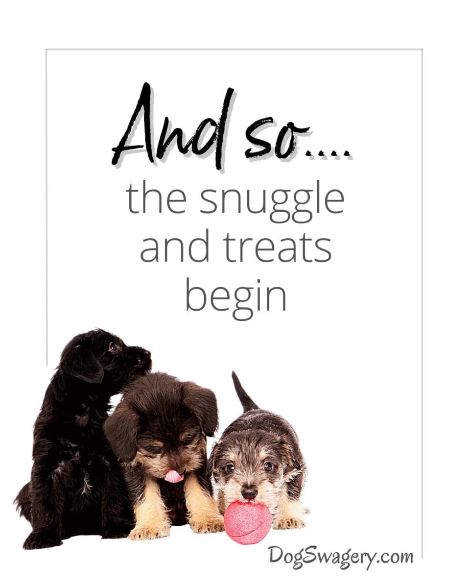 Dog Quotes about Puppies: And so, the snuggles and treats begin.