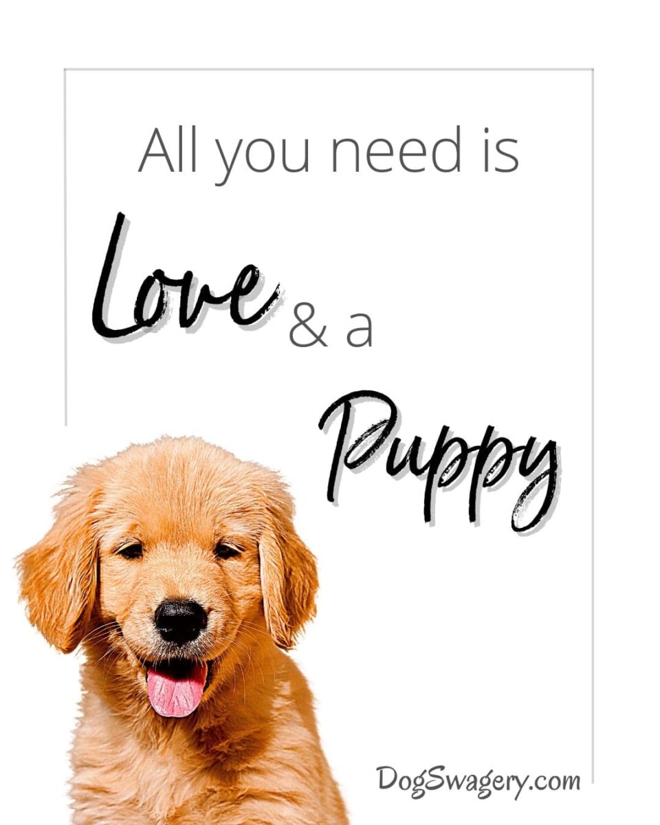 Dog Quotes about Puppies: All you need is love and a puppy.