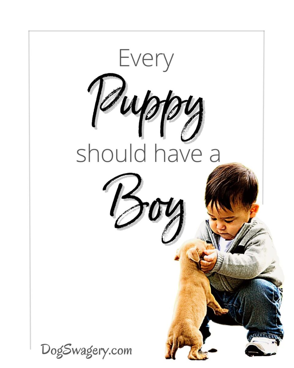 Dog Quotes about Puppies: Every puppy should have a boy.