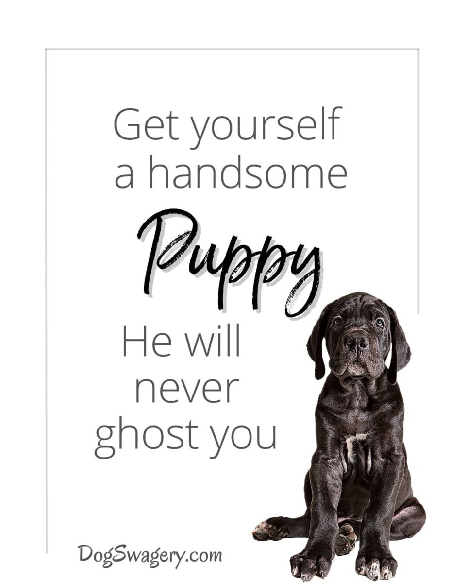 Dog Quotes about Puppies: Get yourself a handsome puppy. He will never ghost you.