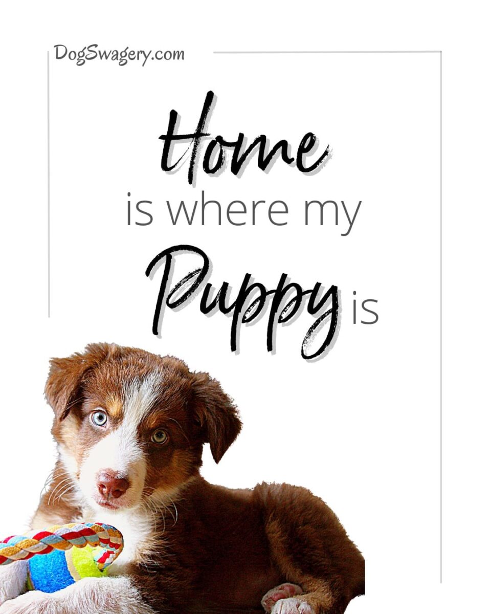 Dog Quotes about Puppies: Home is where my puppy is.