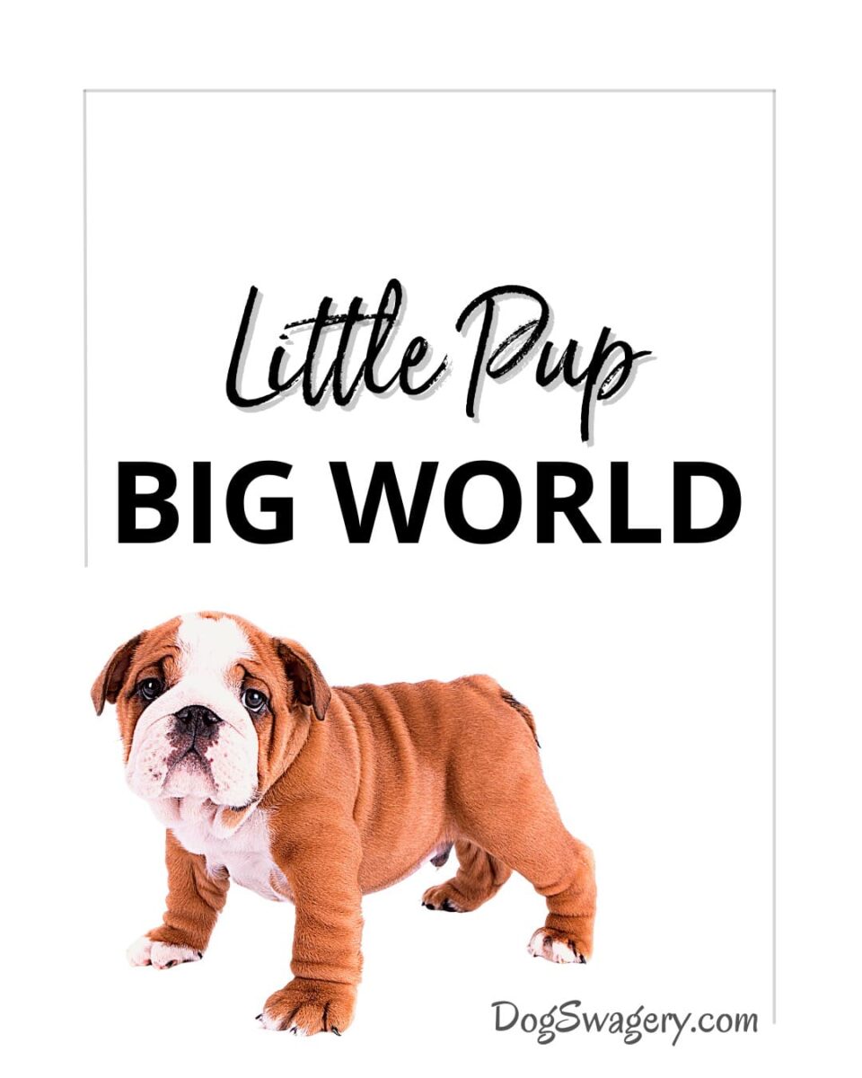 Dog Quotes about Puppies: Little pup, big world.
