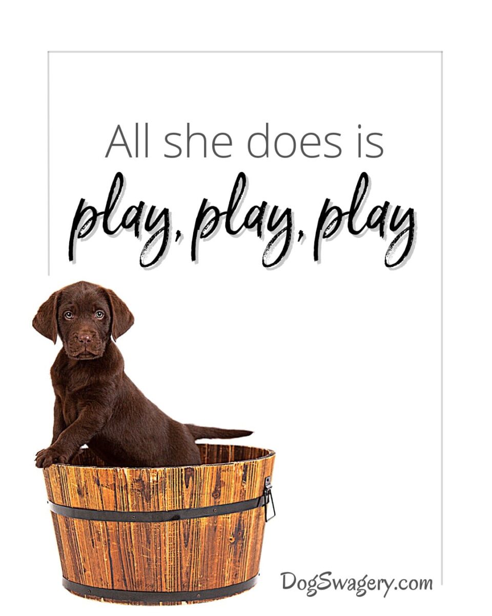Dog Quotes about Puppies: All she does is play, play, play.