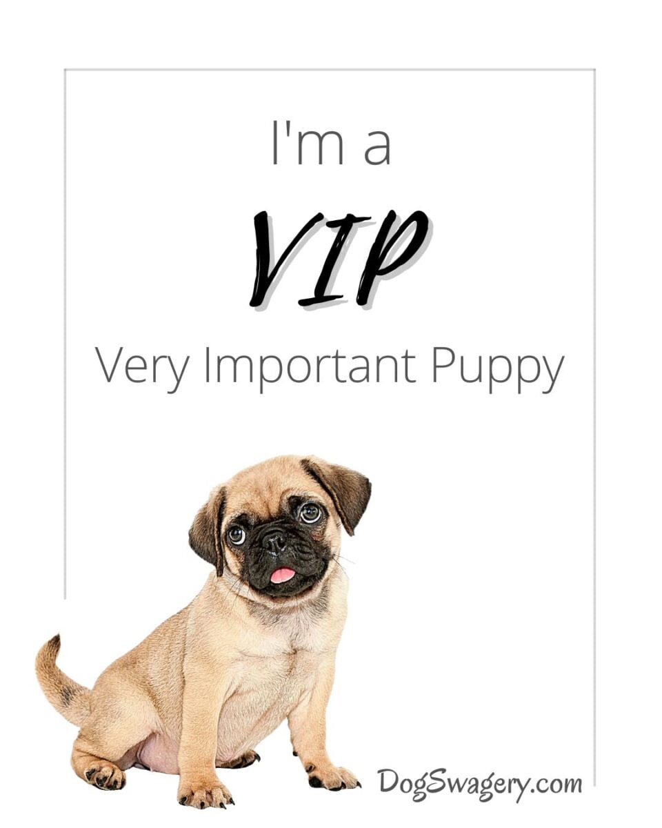 Dog Quotes about Puppies: I'm a VIP: Very Important Puppy.
