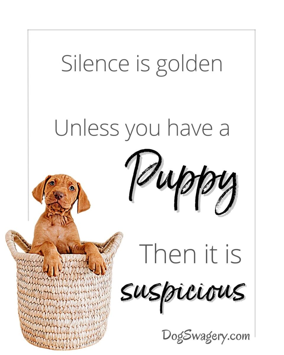 Dog Quotes about Puppies: Silence is golden… unless you have a puppy. Then it’s very suspicious.