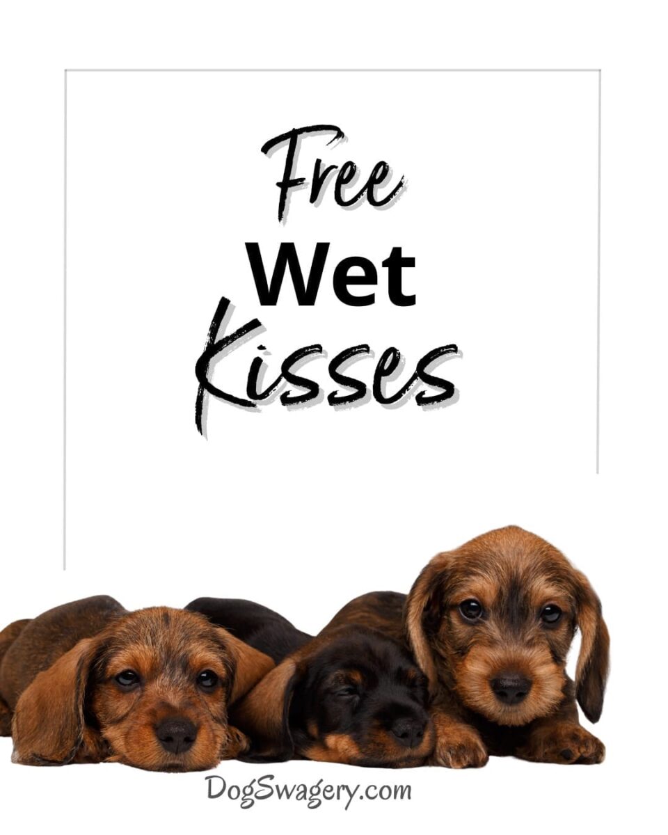 Dog Quotes about Puppies: Free Wet Kisses