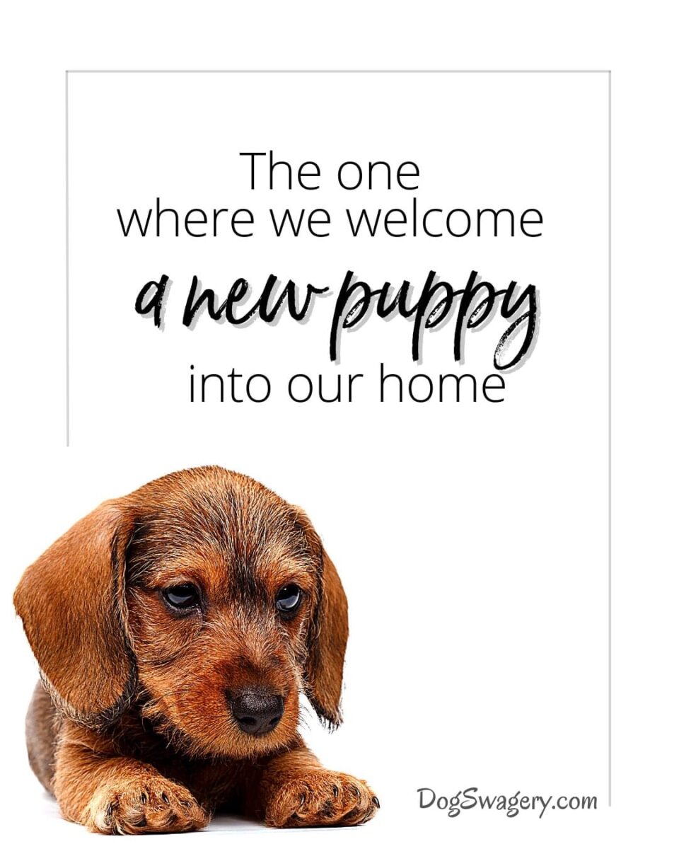 Dog Quotes about Puppies: The one where we welcome a new puppy into our home.