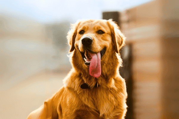 Golden Dog Names