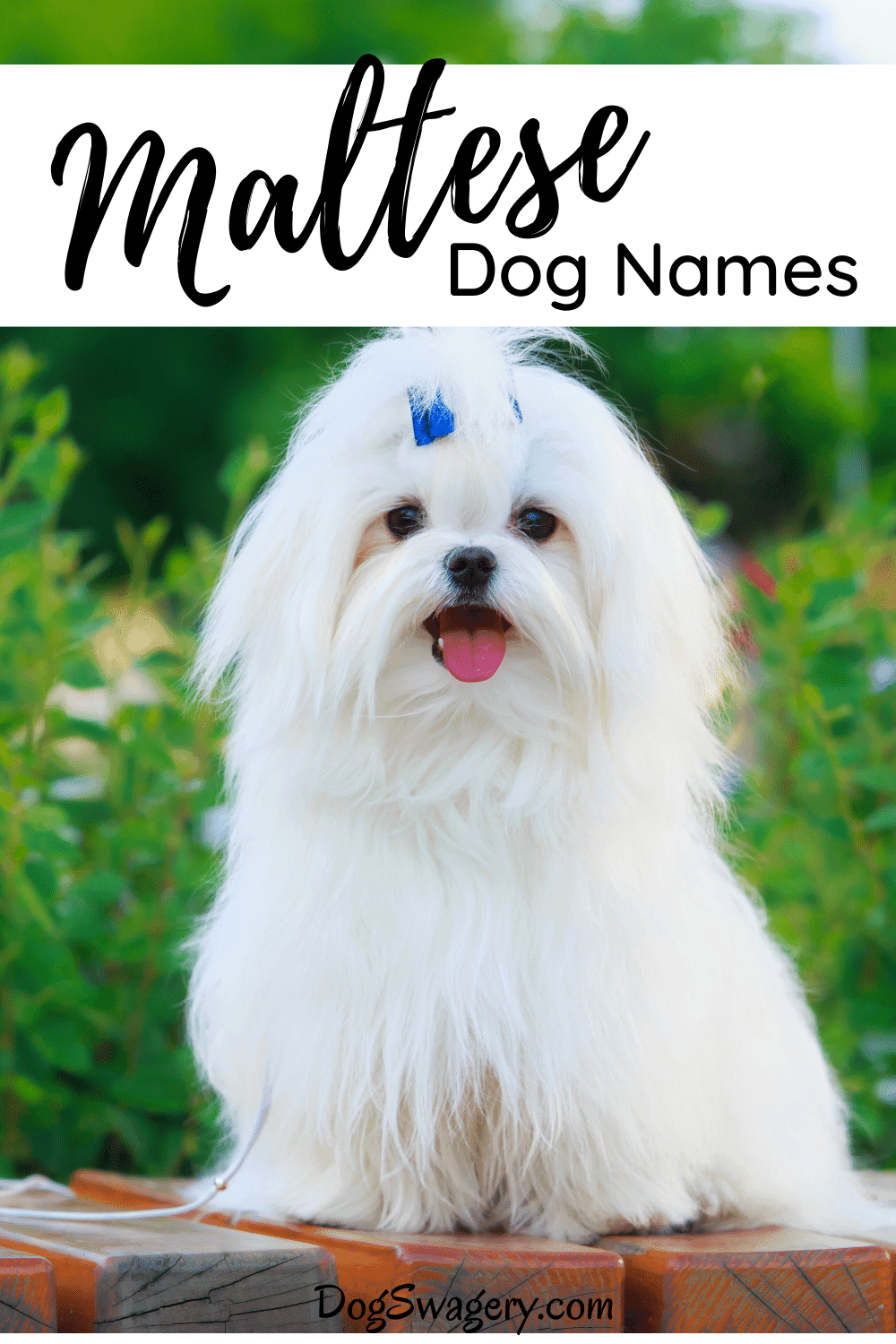 250 Maltese Dog Names Elegant Sweet Unique Ideas For Your Maltese 250 Maltese Dog Names Elegant Sweet Unique Ideas For Your Maltese